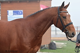 Frisco (Cantos x Griseldi L)